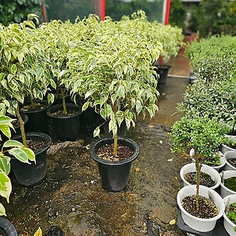 식물공장 칼라벤자민 외목대 대품 공기정화식물 70-110cm 399 1