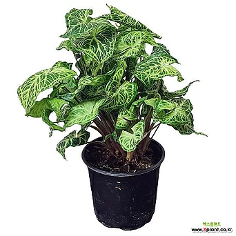 싱고니움 바틱 공기정화식물 희귀식물 무늬종식물 반려식물 수입식물 11 1