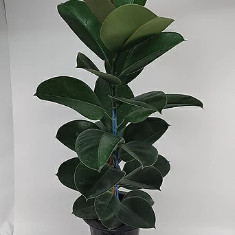 고무나무  공기정화식물 1