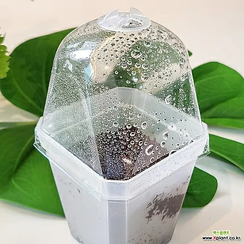 세경팜 투명 온실캡 삽목 상자 화분덮개 플라스틱 화분 뚜껑 씨앗키우기 1