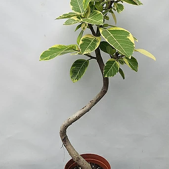 뱅갈고무나무 ( S라인 , 80-90cm ) 1