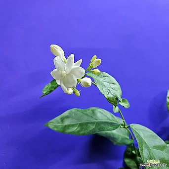 향기로운 새하얀 꽃이 예쁜 함박자스민 1