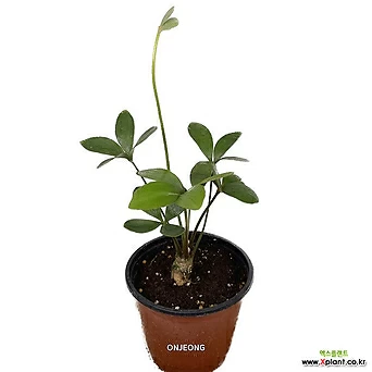 온정농원 멕시코소철 공기정화식물 26cm 1