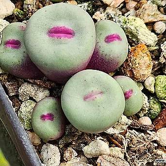 Conophytum pageae 1380b Conophytum - Xplant