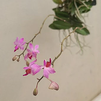 Phalaenopsis .Doritis pulcherrima var.dwarf...... 1