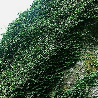 노지월동하는아이비-송악 (4개) 상록덩쿨식물 규격10cm포트 천지가야생화 1