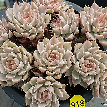 Echeveria halbingeri 308-918 Variegated - xplant