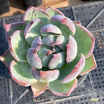 Echeveria Casio 5349 Variegated xplant