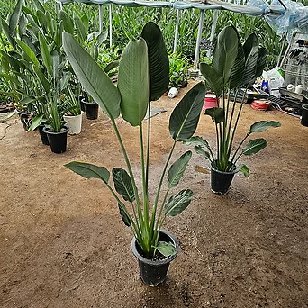 플랜츠영  공기정화식물  꽃피는 극락조 레기니아 대품 110-140cm 319 1