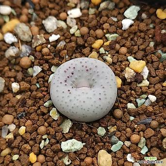 Conophytum stevens-jonesianum C. Rietfontein Conophytum - Xplant