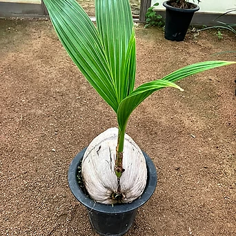 코코넛야자 1