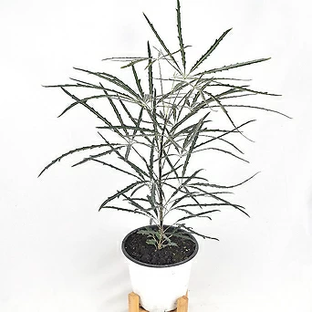 서비내 아랄리아 아라리오 (중품) 외목대 그늘에서잘자라는 감성식물 플랜테리어 공기정화식물 1