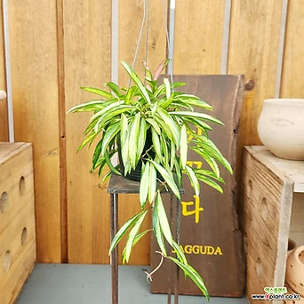 호야 켄티아나바라에가타 무늬와이티 행잉플랜트 에어플랜트 공중식물 희귀식물 1