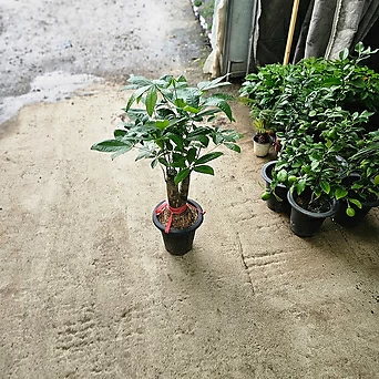 식물공장 파키라 대품 반려식물 미세먼지제거 80-110cm 349 1