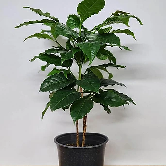 잎이 풍성한 커피나무(외목대) / 랜덤배송 1