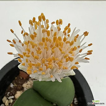 털군자란(중) 밍크붓꽃 희귀식물 1