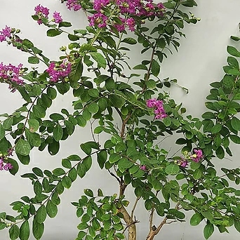 백일홍나무 분재 (동일품, 베롱나무, 90-100cm) 1