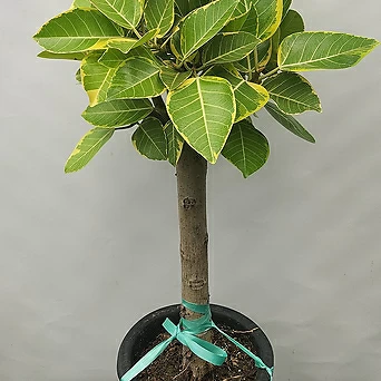 뱅갈고무나무 (100-110cm) 1