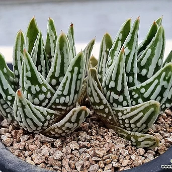 Haworthia pumila cv. Tears of Angels 0831(2).B.36 1