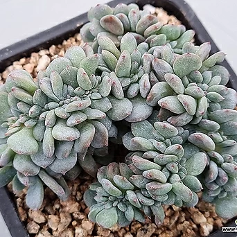 Echeveria cv Laulindsayana Monroe 0831(2).B.48 1