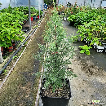 특가할인 셀프레아 / 20cm포트 수고 60cm / 레몬향의 피톤치드 / 정원수 조경수 상록수 공기정화식물 1