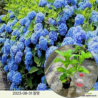 특가할인 월동수국 엔드리스썸머 오리지널 /15cm포트 / 정원수 조경수 꽃과정원이야기 1