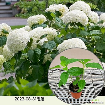 월동수국 스트롱아나벨 /10cm소품 정원수 조경수 꽃과정원이야기 1