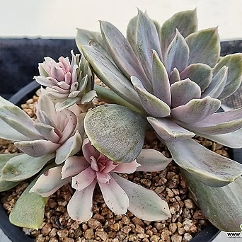 Echeveria Perle von Nurnberg 0903(2).W.21 1