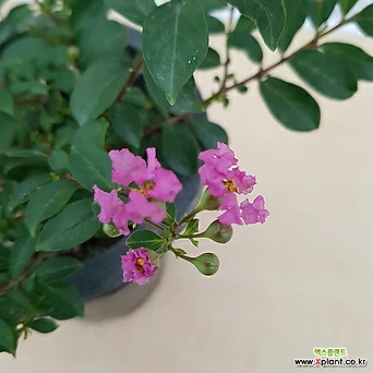[진아플라워] 화사한 꽃이 피는 목백일홍 화분 089 화원 농원 1