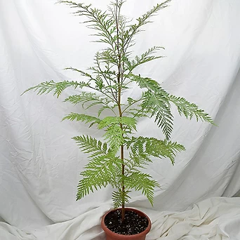 서비내 그레빌레아 Grevillea robusta 대품 그레빌리아 로브스타 플랜테리어 감성식물 공기정화식물 1