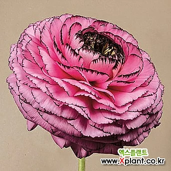 라넌큘러스 로사 스트리아토 구근2개 화사한꽃을 피우는 품종이죠. 1