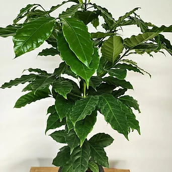 잎이 풍성한 커피나무(외목대) / 랜덤배송 1