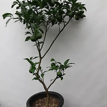 유자나무 1