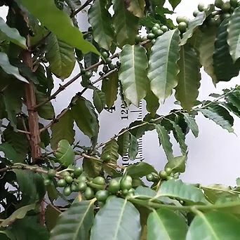 커피나무 1