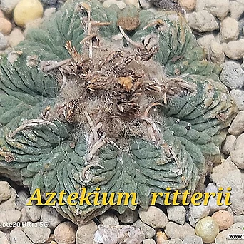 리터리(Aztekium  ritterii) 1