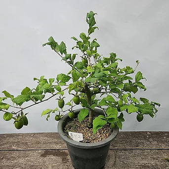 미니감나무(분재)(홍진주, 40-50cm) 1