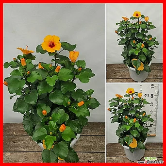 꽃과나무] 덴마크무궁화/하와이무궁화 (주황색꽃,60-70cm) 1