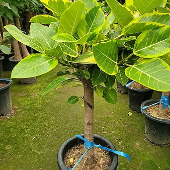 아담사이즈 뱅갈고무나무 고무나무 공기정화식물 엑스플랜트 엑플 1