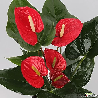 안스리움 안시리움 알라 빨강색 빨간색 실내식물 공기정화식물 수경재배 거실화분 엑스플랜트 엑플 1