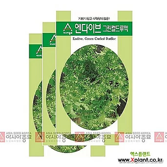 아시아종묘 채소씨앗 - 치커리씨앗 엔다이브-그린컬드루펙(1500립x3) 1