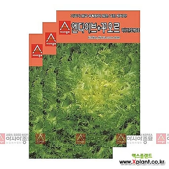 아시아종묘 채소씨앗 -치커리씨앗 엔다이브 꾸오르(1500립x3) 1