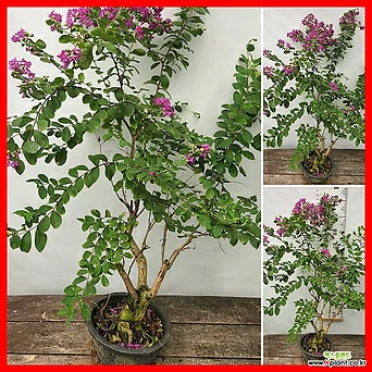 꽃과나무] 백일홍나무 (베롱나무분재,90-100cm) 1