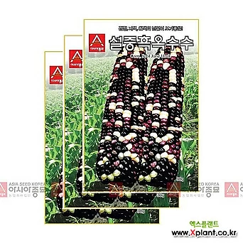 아시아종묘 채소씨앗 - 옥수수씨앗 설중흑(30gx3) 1