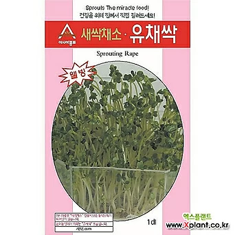 (아시아종묘/새싹씨앗) 유채싹(1kg) 새싹채소 1