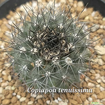 테누이시마(Copiapoa tenuissima) 1