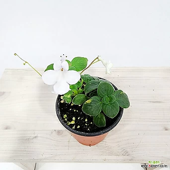 꽃나무드림 삭소롬 흰색 삭소름 흰색삭소롬 바이올렛 야생화 행잉플랜트 늘어지는식물 덩굴식물 1