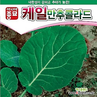 아시아종묘 케일종자씨앗 만추콜라드(100g) 1