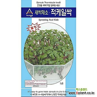 아시아종묘/새싹씨앗 적케일싹(30g) 새싹채소 1