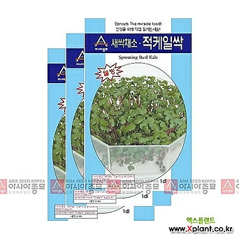 아시아종묘 채소씨앗 - 새싹씨앗 적케일싹(30gx3) 새싹채소 1