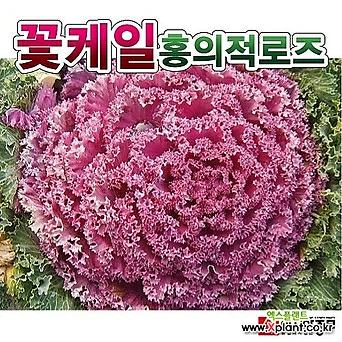 아시아종묘 로즈씨앗종자 홍의 적로즈(5g) 꽃양배추 전문농가용 1